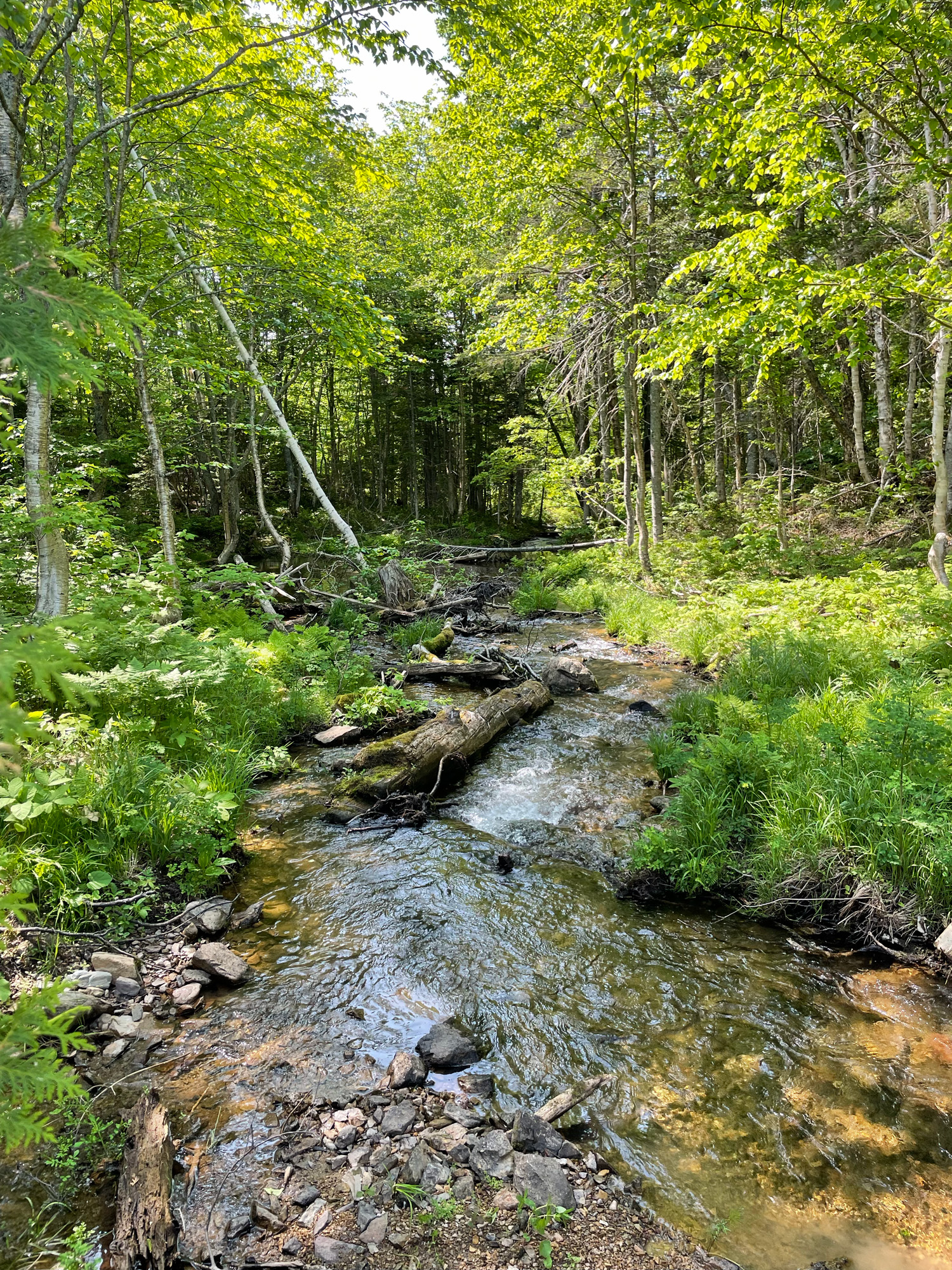 Ruisseau entouré d'arbres verdoyants.