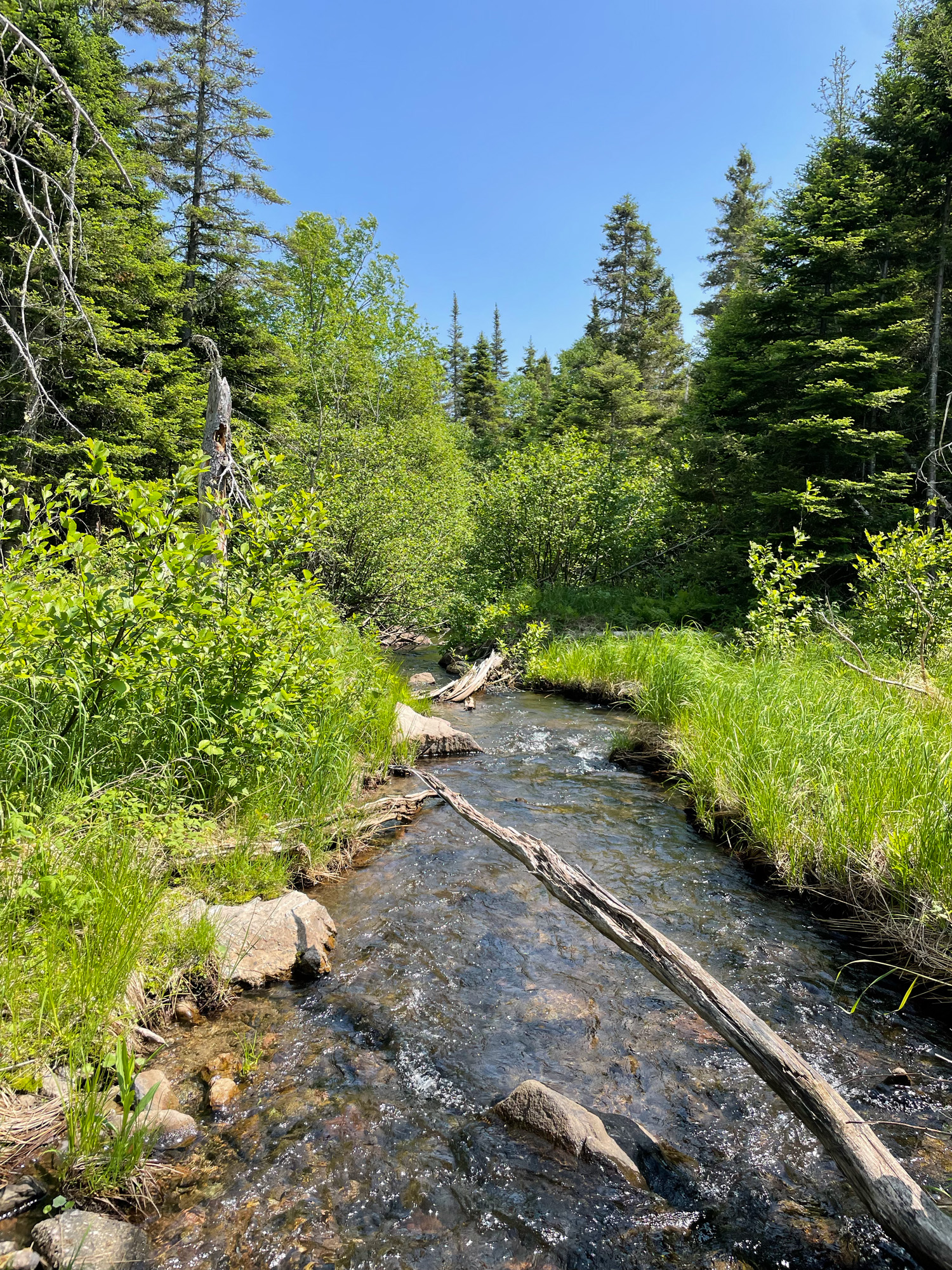Ruisseau entouré d'arbres verdoyants