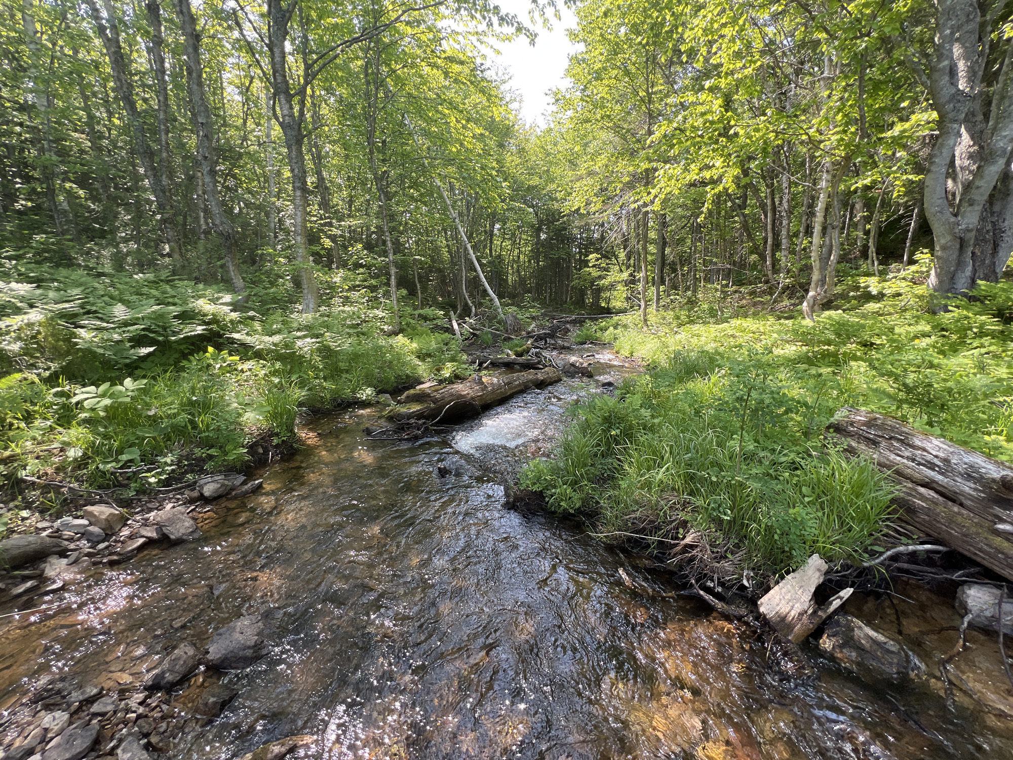 Ruisseau paisible entouré d'arbres.