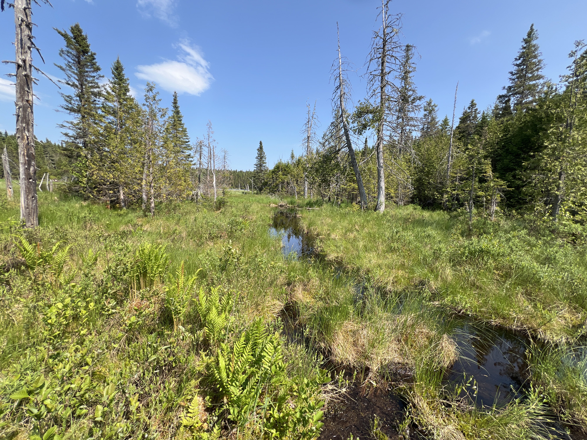Marais verdoyant avec arbres et eau