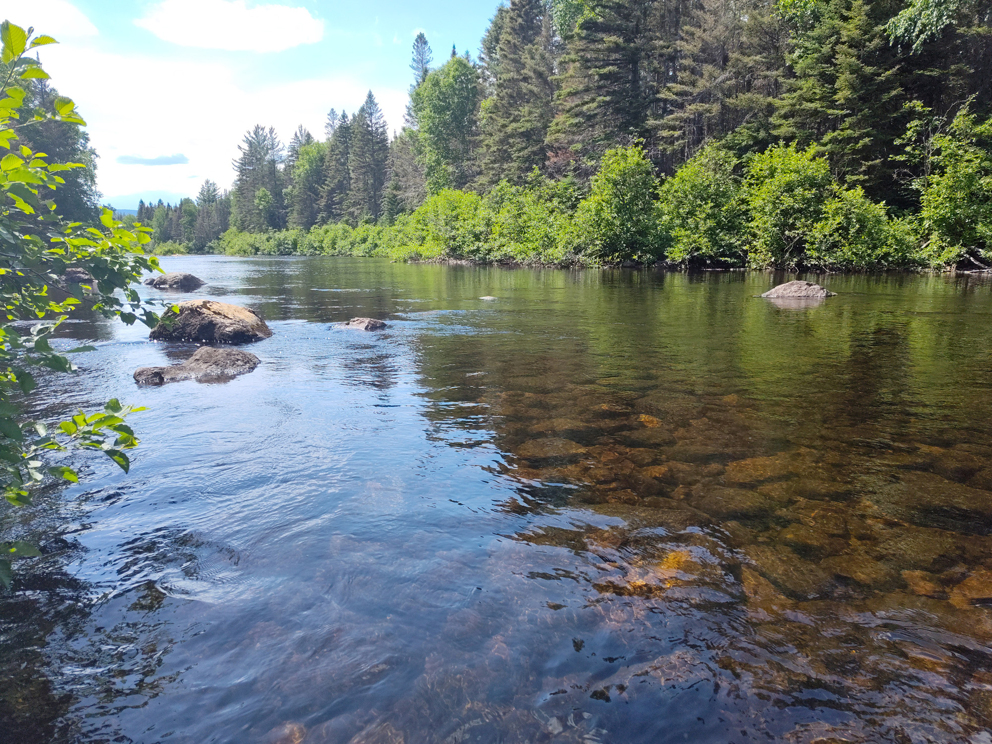 Rivière calme entourée d'arbres