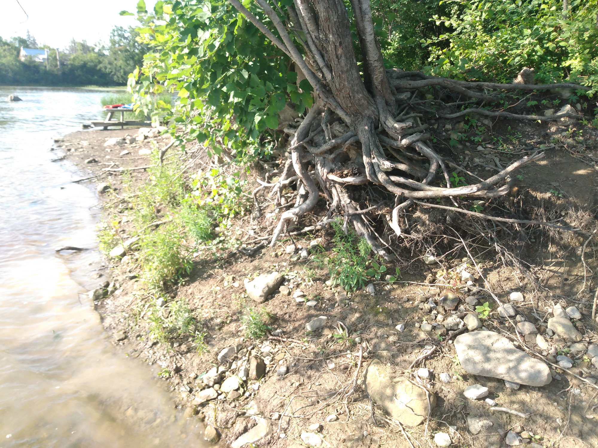 Programme-réhabilitation-berges-Cap-Saint-Jacques-Montréal-00004