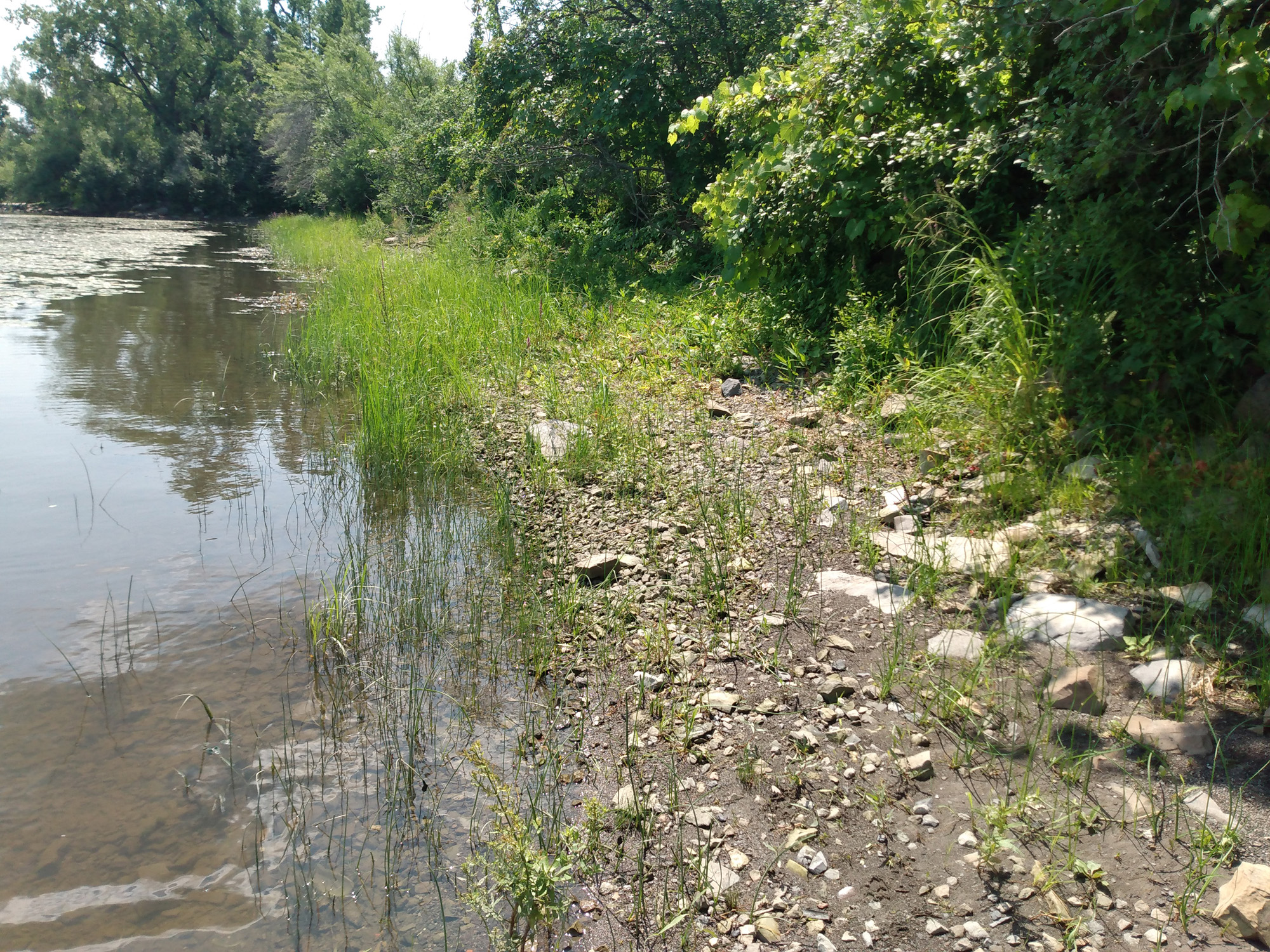 Programme-réhabilitation-berges-Cap-Saint-Jacques-Montréal-00006