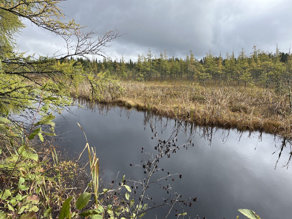 Rivière calme entourée de végétation