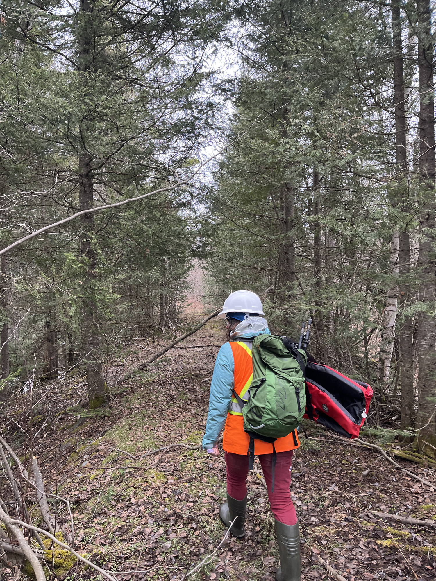 Personne marchant dans une forêt