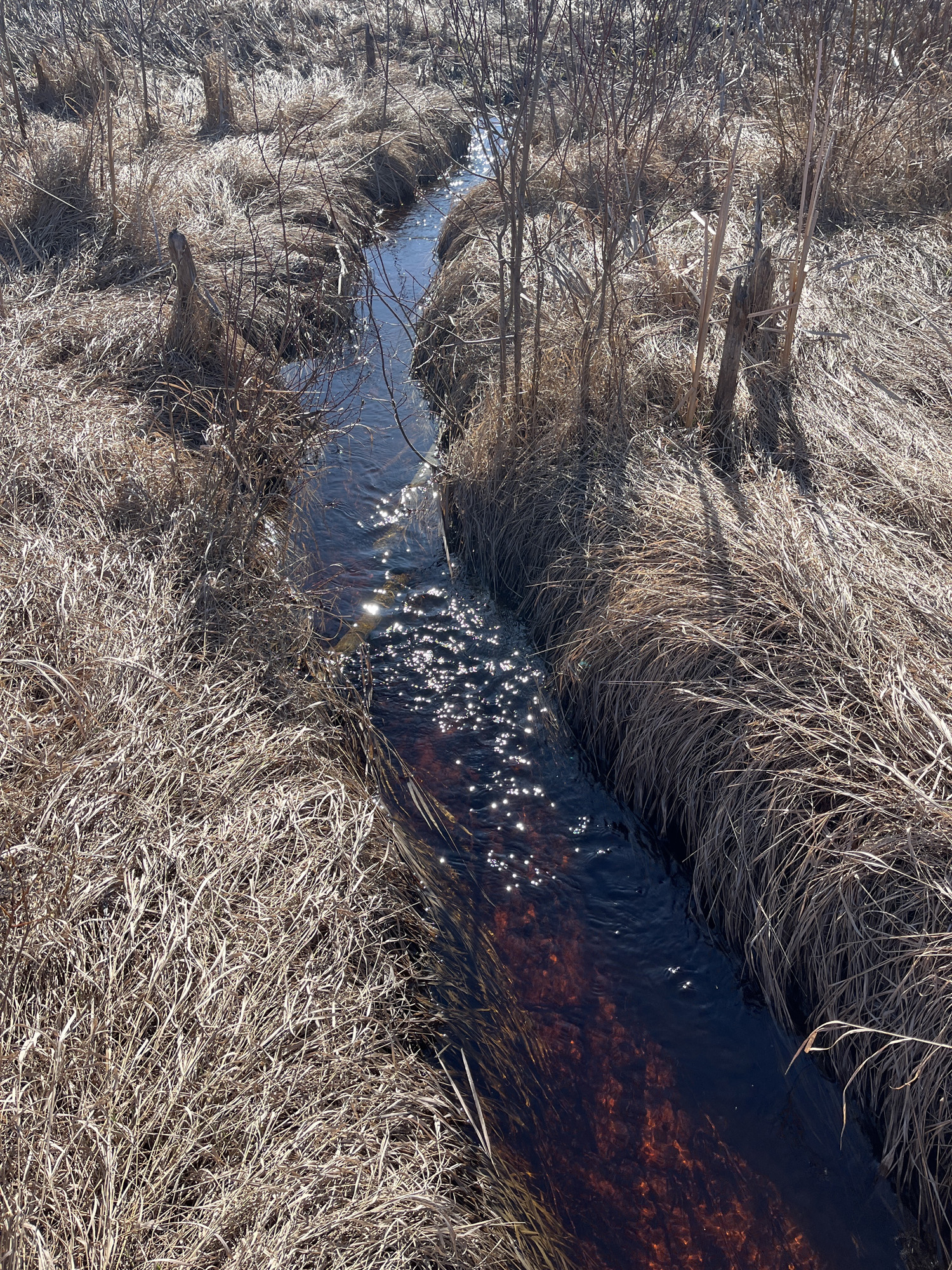 Ruisseau entouré d'herbes sèches.