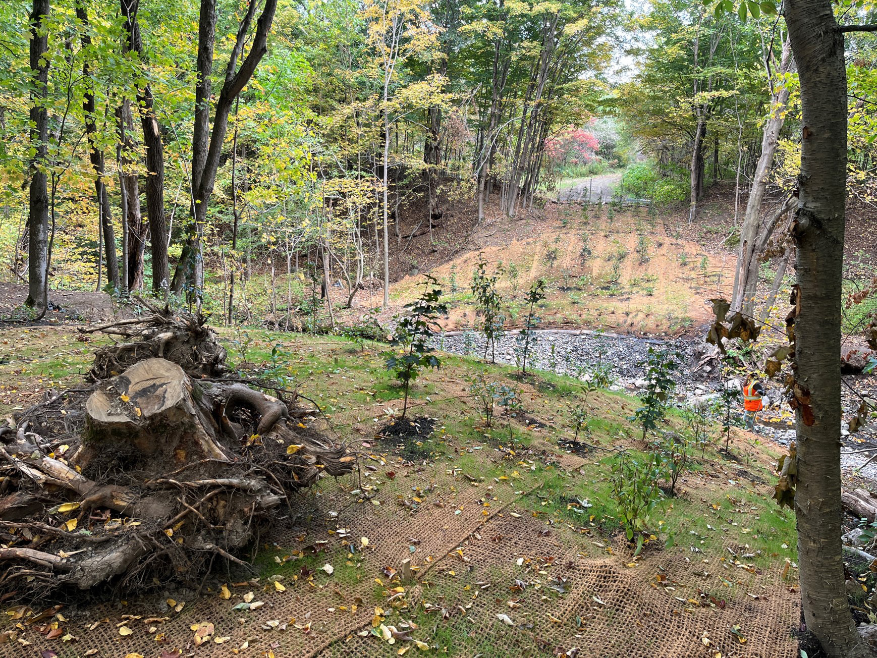 projet-Restauration-ruisseau-Lallemand-Lévis-010