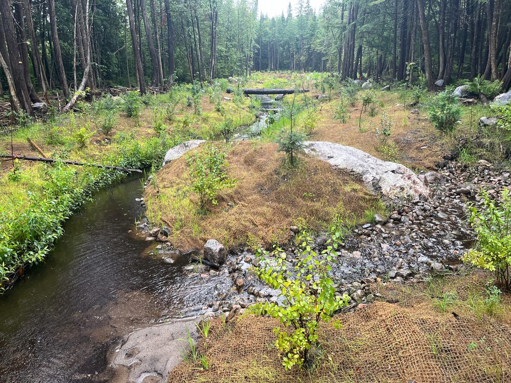 Ruisseau entouré de végétation verdoyante.