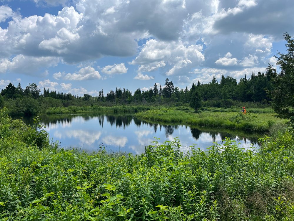 Lac paisible entouré de verdure.
